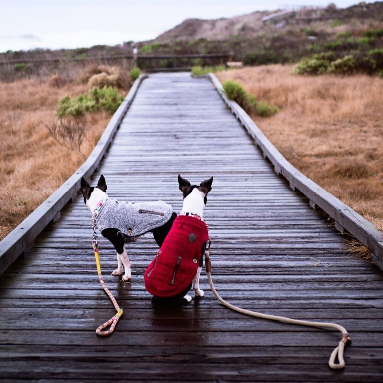 Escape to Cambria with my dogs Visit Cambria CA