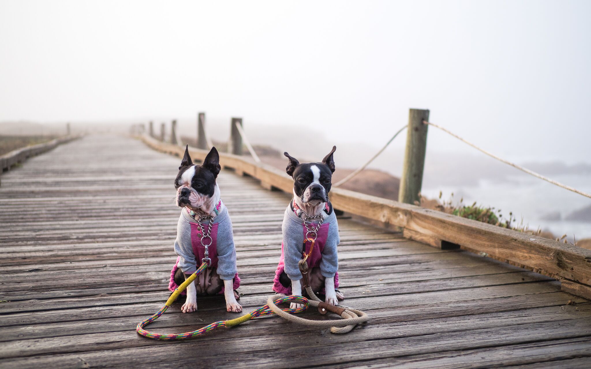 Escape to Cambria with my dogs Visit Cambria CA