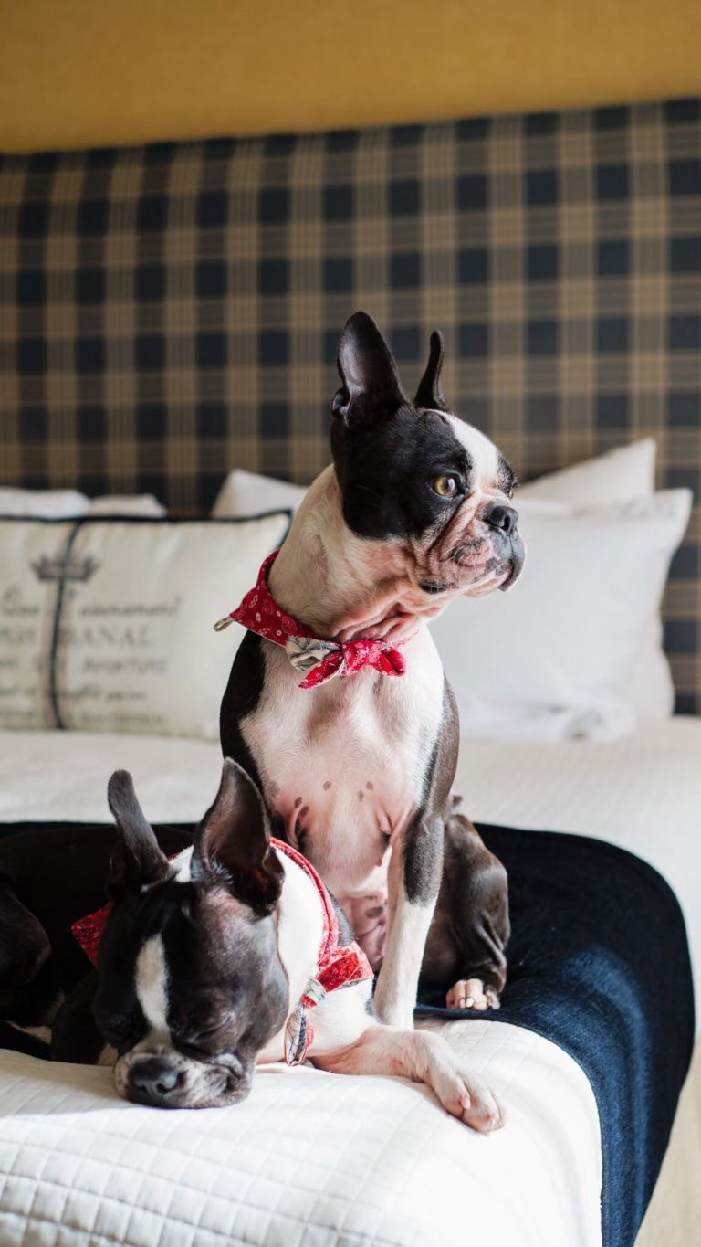 Escape to Cambria with my dogs Visit Cambria CA