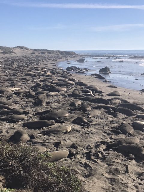 Visit Cambria CA - Elephant Seal Rookery