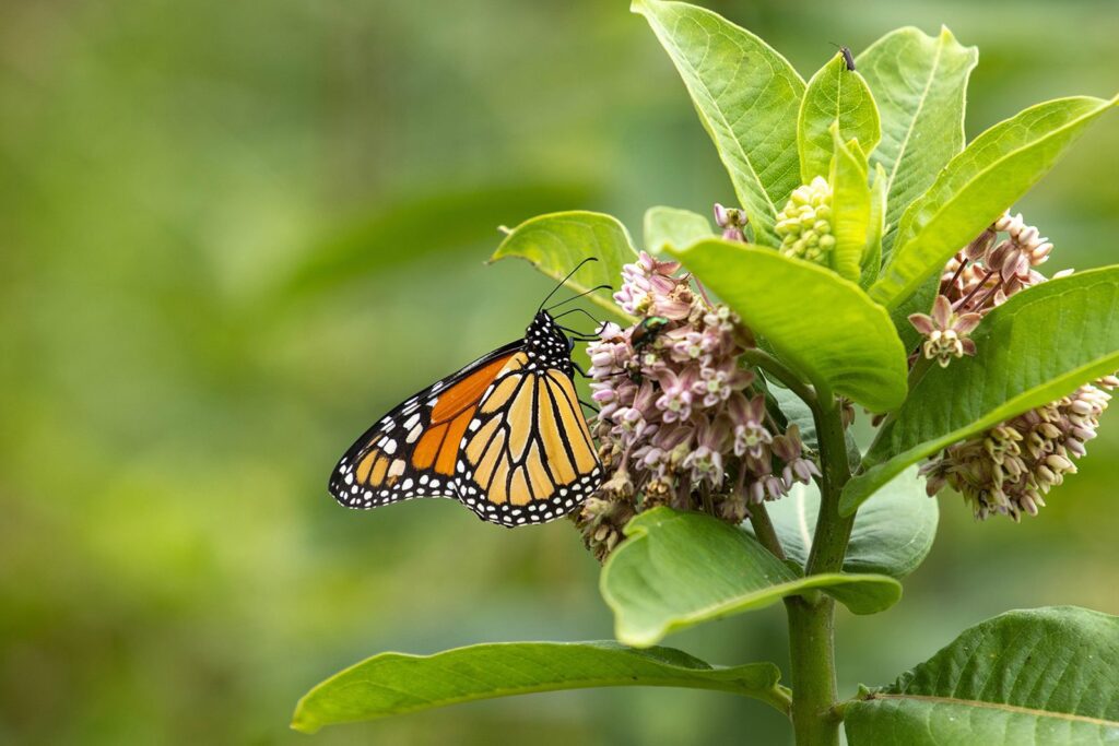 Monarch on Milkweed Plant min