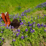 Cowboy Hat and Boots in a Field of Texas Bluebonnets