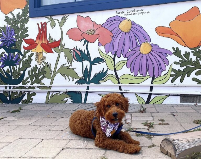 A mural of the Purple Coneflower (echinacea purpurea). A dog lays on the ground in front of the mural.