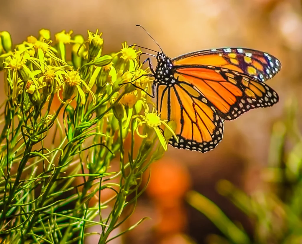 monarch butterfly