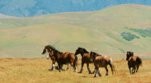 Clydesdales running in open field