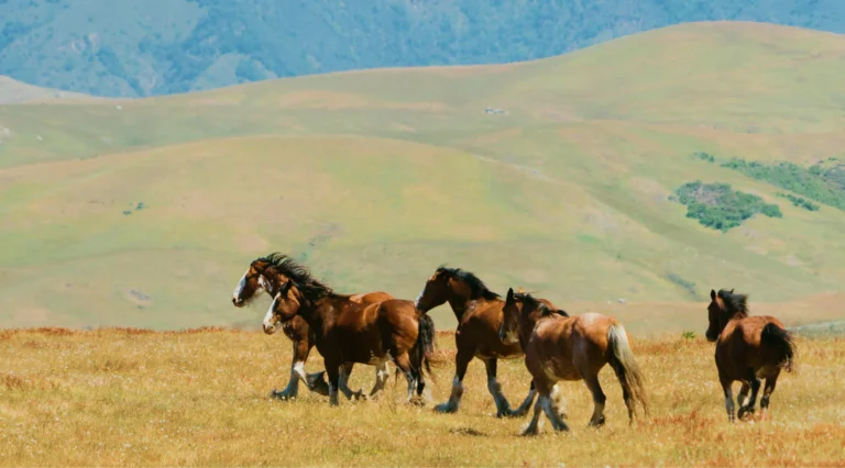 Clydesdales running in open field