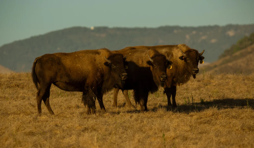 Bison at the Taylor Ranch 1868