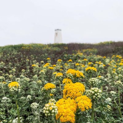 Piedras-Blancas-Lighthouse-surrounded-by-lush-greenery-and-yellow-flowers---Photo-by-Jenn-Foulkrod
