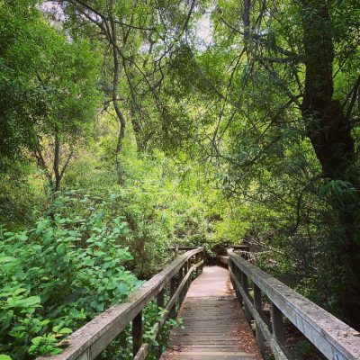 Wooden-bridge-path-in-forrest-of-Cambria-California-Photo-by-Wendy-Wenjing-Liu